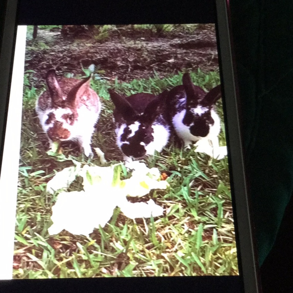 Meet your Posher, Diane